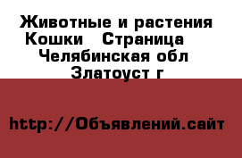 Животные и растения Кошки - Страница 2 . Челябинская обл.,Златоуст г.